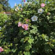 ヒメ日記 2025/09/24 17:12 投稿 さつき 熟女の風俗最終章 沼津店