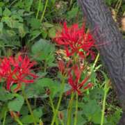 ヒメ日記 2025/09/24 17:18 投稿 さつき 熟女の風俗最終章 沼津店