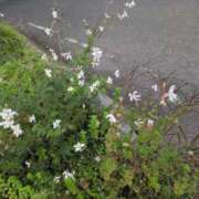 ヒメ日記 2025/09/25 09:35 投稿 さつき 熟女の風俗最終章 沼津店