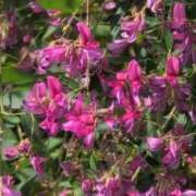 ヒメ日記 2025/09/25 11:08 投稿 さつき 熟女の風俗最終章 沼津店