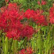 ヒメ日記 2025/09/25 20:08 投稿 さつき 熟女の風俗最終章 沼津店