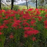 ヒメ日記 2025/09/27 09:28 投稿 さつき 熟女の風俗最終章 沼津店