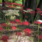 ヒメ日記 2025/09/27 10:28 投稿 さつき 熟女の風俗最終章 沼津店