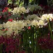 ヒメ日記 2025/09/27 17:48 投稿 さつき 熟女の風俗最終章 沼津店