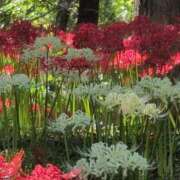 ヒメ日記 2025/09/27 18:15 投稿 さつき 熟女の風俗最終章 沼津店