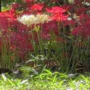 ヒメ日記 2025/09/27 23:18 投稿 さつき 熟女の風俗最終章 沼津店