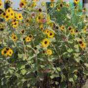 ヒメ日記 2025/09/29 08:18 投稿 さつき 熟女の風俗最終章 沼津店