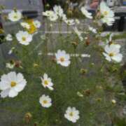 ヒメ日記 2025/09/29 19:58 投稿 さつき 熟女の風俗最終章 沼津店