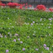 ヒメ日記 2025/09/30 09:28 投稿 さつき 熟女の風俗最終章 沼津店