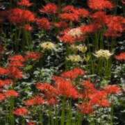 ヒメ日記 2025/10/01 08:10 投稿 さつき 熟女の風俗最終章 沼津店