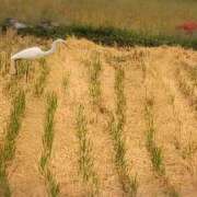 ヒメ日記 2025/10/01 16:38 投稿 さつき 熟女の風俗最終章 沼津店