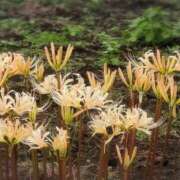 ヒメ日記 2025/10/02 07:57 投稿 さつき 熟女の風俗最終章 沼津店