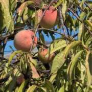 ヒメ日記 2025/10/03 11:58 投稿 さつき 熟女の風俗最終章 沼津店