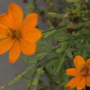 ヒメ日記 2025/10/04 08:18 投稿 さつき 熟女の風俗最終章 沼津店