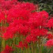 ヒメ日記 2025/10/04 08:27 投稿 さつき 熟女の風俗最終章 沼津店