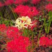 ヒメ日記 2025/10/04 08:48 投稿 さつき 熟女の風俗最終章 沼津店