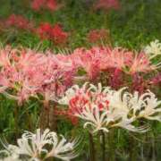 ヒメ日記 2025/10/04 16:58 投稿 さつき 熟女の風俗最終章 沼津店