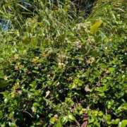 ヒメ日記 2025/10/04 17:08 投稿 さつき 熟女の風俗最終章 沼津店