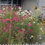 ヒメ日記 2025/10/04 17:48 投稿 さつき 熟女の風俗最終章 沼津店