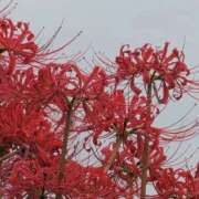 ヒメ日記 2025/10/04 18:02 投稿 さつき 熟女の風俗最終章 沼津店