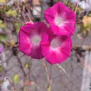 ヒメ日記 2025/10/06 06:58 投稿 さつき 熟女の風俗最終章 沼津店