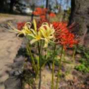 ヒメ日記 2025/10/06 17:13 投稿 さつき 熟女の風俗最終章 沼津店