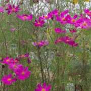 ヒメ日記 2025/10/07 10:28 投稿 さつき 熟女の風俗最終章 沼津店