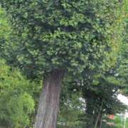 ヒメ日記 2025/10/07 10:48 投稿 さつき 熟女の風俗最終章 沼津店