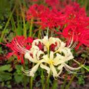 ヒメ日記 2025/10/07 13:38 投稿 さつき 熟女の風俗最終章 沼津店