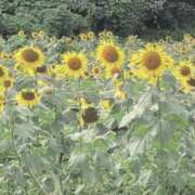 ヒメ日記 2025/10/07 14:28 投稿 さつき 熟女の風俗最終章 沼津店