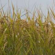 ヒメ日記 2025/10/08 09:32 投稿 さつき 熟女の風俗最終章 沼津店