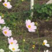 ヒメ日記 2025/10/08 19:49 投稿 さつき 熟女の風俗最終章 沼津店