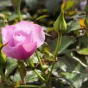 ヒメ日記 2025/10/10 10:10 投稿 さつき 熟女の風俗最終章 沼津店