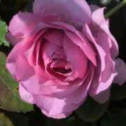 ヒメ日記 2025/10/10 10:34 投稿 さつき 熟女の風俗最終章 沼津店