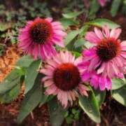 ヒメ日記 2025/10/10 10:58 投稿 さつき 熟女の風俗最終章 沼津店