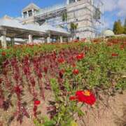 ヒメ日記 2025/10/11 08:28 投稿 さつき 熟女の風俗最終章 沼津店