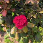 ヒメ日記 2025/10/11 13:08 投稿 さつき 熟女の風俗最終章 沼津店