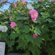 ヒメ日記 2025/10/12 17:58 投稿 さつき 熟女の風俗最終章 沼津店