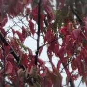 ヒメ日記 2025/10/14 07:28 投稿 さつき 熟女の風俗最終章 沼津店