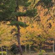 ヒメ日記 2025/10/14 10:48 投稿 さつき 熟女の風俗最終章 沼津店