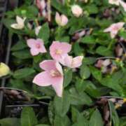 ヒメ日記 2025/10/16 10:48 投稿 さつき 熟女の風俗最終章 沼津店