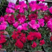 ヒメ日記 2025/10/17 11:58 投稿 さつき 熟女の風俗最終章 沼津店