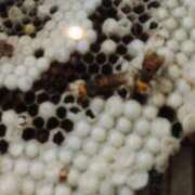 ヒメ日記 2025/10/17 15:18 投稿 さつき 熟女の風俗最終章 沼津店