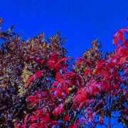 ヒメ日記 2025/10/17 18:40 投稿 さつき 熟女の風俗最終章 沼津店