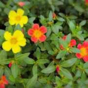 ヒメ日記 2025/10/18 08:08 投稿 さつき 熟女の風俗最終章 沼津店