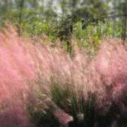 ヒメ日記 2025/10/18 15:10 投稿 さつき 熟女の風俗最終章 沼津店