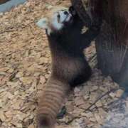 ヒメ日記 2025/10/24 07:49 投稿 さつき 熟女の風俗最終章 沼津店