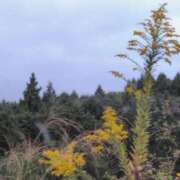 ヒメ日記 2025/10/25 07:58 投稿 さつき 熟女の風俗最終章 沼津店