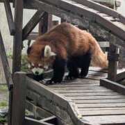 ヒメ日記 2025/11/06 12:57 投稿 さつき 熟女の風俗最終章 沼津店