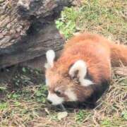 ヒメ日記 2025/11/13 11:05 投稿 さつき 熟女の風俗最終章 沼津店